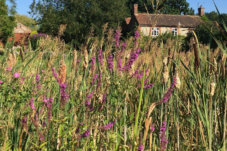 Summer meadow at Alby